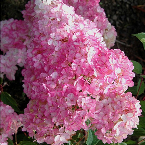 Hydrangea paniculata 'Pink and Rose' - Aedhortensia 'Pink and Rose'